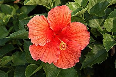 《卡普空对战格斗合集2》新预告 宣布5月16日发售